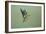 Greenfinch in Flight-null-Framed Photographic Print