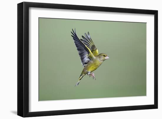 Greenfinch in Flight-null-Framed Photographic Print