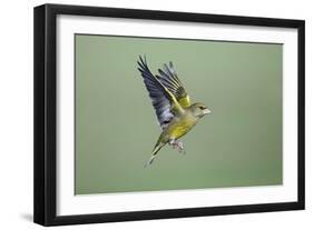 Greenfinch in Flight-null-Framed Photographic Print