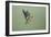 Greenfinch in Flight-null-Framed Photographic Print