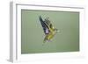 Greenfinch in Flight-null-Framed Photographic Print