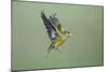 Greenfinch in Flight-null-Mounted Photographic Print