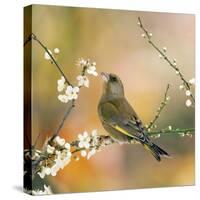 Greenfinch Perched in Blossom Tree-null-Stretched Canvas