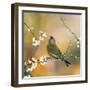 Greenfinch Perched in Blossom Tree-null-Framed Photographic Print