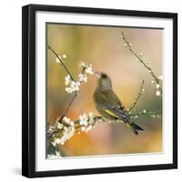 Greenfinch Perched in Blossom Tree-null-Framed Photographic Print