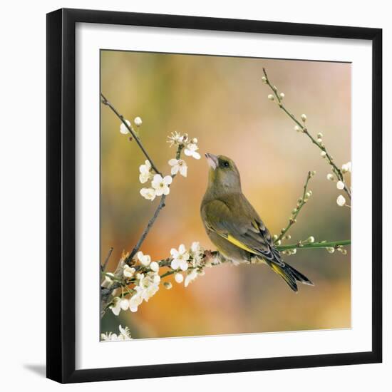 Greenfinch Perched in Blossom Tree-null-Framed Photographic Print