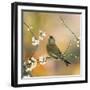 Greenfinch Perched in Blossom Tree-null-Framed Photographic Print