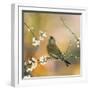 Greenfinch Perched in Blossom Tree-null-Framed Photographic Print