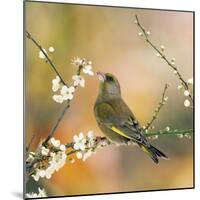 Greenfinch Perched in Blossom Tree-null-Mounted Photographic Print