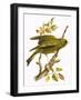 Greenfinch-English-Framed Giclee Print