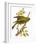 Greenfinch-English-Framed Giclee Print