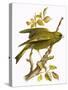 Greenfinch-English-Stretched Canvas