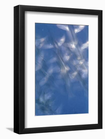 Greenfinches (Carduelis Chloris) And House Sparrows (Passer Domesticus) Long Exposure Photograph-Bence Mate-Framed Photographic Print