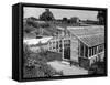 Greenhouse, Fox Ash-null-Framed Stretched Canvas