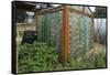 Greenhouse Made from Recycled Plastic Bottles-null-Framed Stretched Canvas