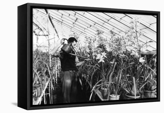 Greenhouse Nursery-null-Framed Stretched Canvas