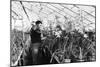 Greenhouse Nursery-null-Mounted Photographic Print