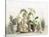 Greenhouse Orchids on Shiplap-Danhui Nai-Stretched Canvas