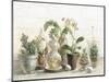 Greenhouse Orchids on Shiplap-Danhui Nai-Mounted Art Print