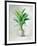 Greenhouse Palm II-Danhui Nai-Framed Art Print