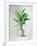 Greenhouse Palm II-Danhui Nai-Framed Art Print