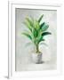 Greenhouse Palm II-Danhui Nai-Framed Art Print