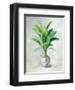 Greenhouse Palm II-Danhui Nai-Framed Art Print