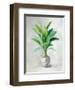 Greenhouse Palm II-Danhui Nai-Framed Art Print