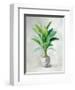 Greenhouse Palm II-Danhui Nai-Framed Art Print