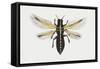 Greenhouse Thrip (Heliothrips Haemorrhoidalis), Thripidae. Artwork by Rebecca Hardy-null-Framed Stretched Canvas