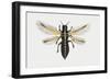 Greenhouse Thrip (Heliothrips Haemorrhoidalis), Thripidae. Artwork by Rebecca Hardy-null-Framed Giclee Print