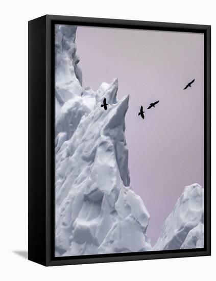 Greenland Birds Flocking-Art Wolfe-Framed Stretched Canvas