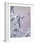 Greenland Birds Flocking-Art Wolfe-Framed Photographic Print