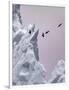 Greenland Birds Flocking-Art Wolfe-Framed Photographic Print