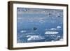 Greenland, Disko Bay, Ilulissat, Elevated View of Floating Ice and Fishing Boat-Walter Bibikow-Framed Photographic Print