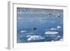 Greenland, Disko Bay, Ilulissat, Elevated View of Floating Ice and Fishing Boat-Walter Bibikow-Framed Photographic Print