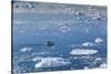 Greenland, Disko Bay, Ilulissat, Elevated View of Floating Ice and Fishing Boat-Walter Bibikow-Stretched Canvas