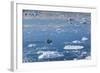 Greenland, Disko Bay, Ilulissat, Elevated View of Floating Ice and Fishing Boat-Walter Bibikow-Framed Photographic Print