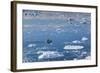 Greenland, Disko Bay, Ilulissat, Elevated View of Floating Ice and Fishing Boat-Walter Bibikow-Framed Photographic Print