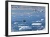 Greenland, Disko Bay, Ilulissat, Elevated View of Floating Ice and Fishing Boat-Walter Bibikow-Framed Photographic Print