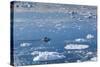 Greenland, Disko Bay, Ilulissat, Elevated View of Floating Ice and Fishing Boat-Walter Bibikow-Stretched Canvas