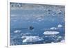 Greenland, Disko Bay, Ilulissat, Elevated View of Floating Ice and Fishing Boat-Walter Bibikow-Framed Photographic Print