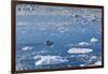 Greenland, Disko Bay, Ilulissat, Elevated View of Floating Ice and Fishing Boat-Walter Bibikow-Framed Photographic Print