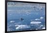 Greenland, Disko Bay, Ilulissat, Elevated View of Floating Ice and Fishing Boat-Walter Bibikow-Framed Photographic Print