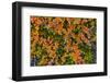 Greenland. Eqip Sermia. Dwarf birch in fall color.-Inger Hogstrom-Framed Photographic Print