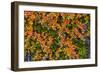 Greenland. Eqip Sermia. Dwarf birch in fall color.-Inger Hogstrom-Framed Photographic Print