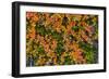 Greenland. Eqip Sermia. Dwarf birch in fall color.-Inger Hogstrom-Framed Photographic Print