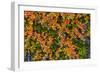 Greenland. Eqip Sermia. Dwarf birch in fall color.-Inger Hogstrom-Framed Photographic Print