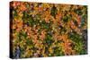 Greenland. Eqip Sermia. Dwarf birch in fall color.-Inger Hogstrom-Stretched Canvas