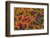 Greenland, Eqip Sermia. Dwarf birch in fall color.-Inger Hogstrom-Framed Photographic Print